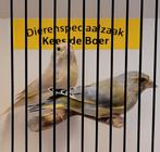 Koppel groenlingen agaat / bruin, Dieren en Toebehoren, Vogels | Overige Vogels, Meerdere dieren, Geringd