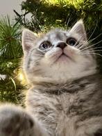 Britse kittens, Meerdere dieren, Ontwormd, 0 tot 2 jaar