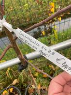 Appel halfstam Bio fruit bomen 3 soorten €49,95 pst, Tuin en Terras, Ophalen of Verzenden, In pot, Appelboom, Lente