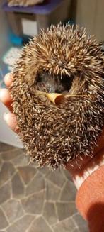 NOODOPROEP EGELS HEBBEN JE HULP WEER HARD NODIG HELP ZE NU!!, Dieren en Toebehoren, Juni, Geslacht onbekend