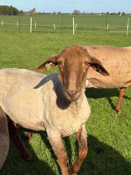 Coburger Fuchs stam boekram, Dieren en Toebehoren, Schapen, Geiten en Varkens, Schaap, Mannelijk, 0 tot 2 jaar