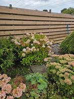Grote Witte Hortensia, Overige soorten, Vaste plant, Ophalen of Verzenden, Halfschaduw