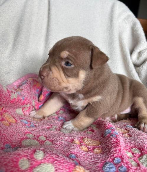 Lieve knappe Pocket bully pups te koop, Dieren en Toebehoren, Honden | Bulldogs, Pinschers en Molossers, Meerdere dieren, Overige rassen