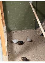 Chinese dwergkwartel haan., Dieren en Toebehoren, Mannelijk