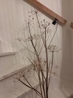 Gedroogde berenklauw droogbloem, Huis en Inrichting, Woonaccessoires | Droogbloemen, Ophalen, Zo goed als nieuw