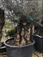 ️❗️Actie️❗️ Tekoop olijfboom Olea europea, Ophalen of Verzenden, 100 tot 250 cm, Olijfboom, Zomer