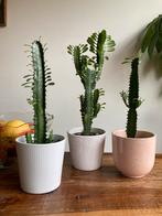 Euphorbia - cactus, Cactus, Ophalen