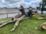 Boomstam, Doe-het-zelf en Verbouw, Hout en Planken, Ophalen, Overige typen, Nieuw, Overige houtsoorten