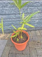 Palmbomen Fortunei - Winterhard!, Ophalen of Verzenden