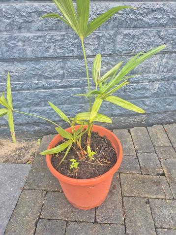 Palmbomen Fortunei - Winterhard! beschikbaar voor biedingen