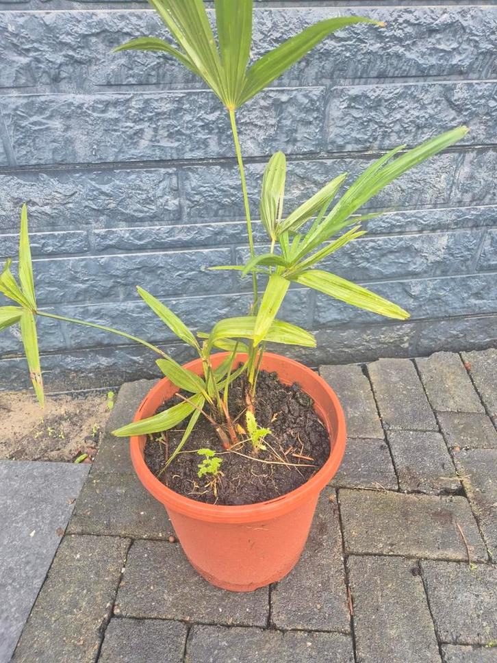 Palmbomen Fortunei - Winterhard!, Tuin en Terras, Planten | Tuinplanten, Ophalen of Verzenden