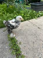 Gratis Brahma kuiken kip, Dieren en Toebehoren, Pluimvee, Vrouwelijk