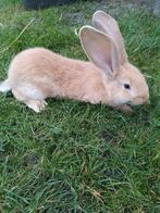Jonge vlaamse reus, Dieren en Toebehoren, Konijnen, Mannelijk, Groot