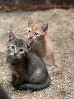Lieve boerderij kittens te koop, Meerdere dieren, Kortharig, 0 tot 2 jaar