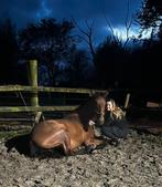 Stalling gezocht voor 2 paarden!, Dieren en Toebehoren, Stalling en Weidegang, Stalling