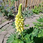 Lupine Chandelier - Gele Torenplant, Ophalen of Verzenden, Voorjaar, Volle zon, Zaad