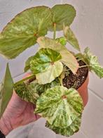 Begonia Rouge Variegata p12 (9), Ophalen of Verzenden, Halfschaduw, Minder dan 100 cm