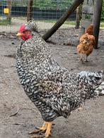 Schijndelaar haan koekoekskleur, Dieren en Toebehoren, Pluimvee, Mannelijk, Kip