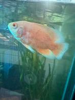 Mooie albino oscar, Dieren en Toebehoren, Vissen | Aquariumvissen, Vis