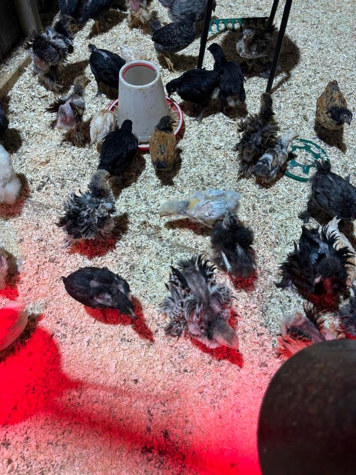 Kuikens te koop, Dieren en Toebehoren, Pluimvee, Kip, Meerdere dieren