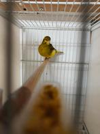 Kanaries fivefancy., Dieren en Toebehoren, Vogels | Kanaries, Meerdere dieren, Postuurkanarie