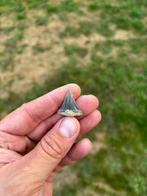 Fossiele haaientand uit Antwerpen: Carcharodon carcharias, Ophalen of Verzenden, Fossiel