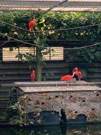 Rode ibis, Dieren en Toebehoren, Mannelijk, Tropenvogel, Geringd