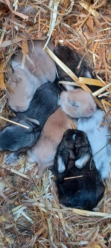 Nhd mini hangoor konijntjes beschikbaar voor biedingen