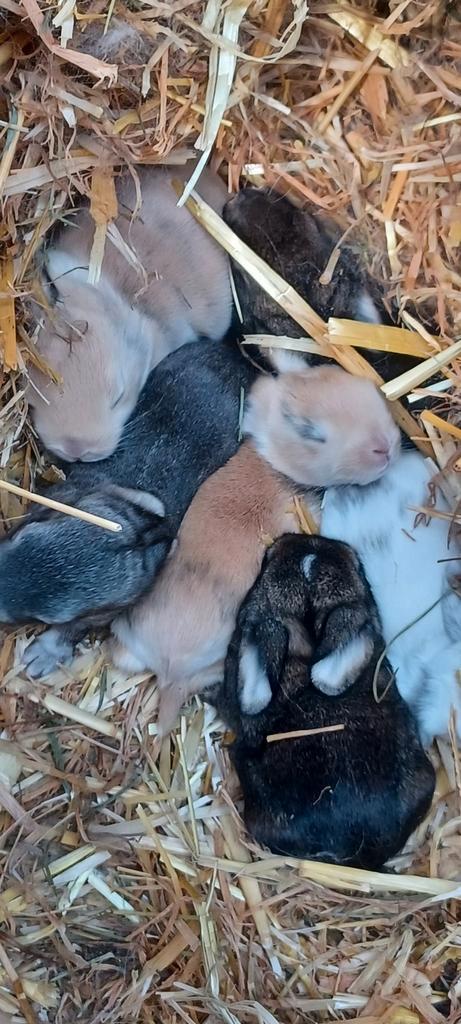 Nhd mini hangoor konijntjes, Dieren en Toebehoren, Konijnen