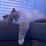 VERMIST RAGDOLL POES, Dieren en Toebehoren