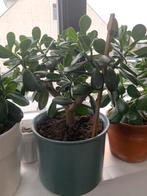 Cactusplant met grote pot €17, Ophalen, Halfschaduw, Minder dan 100 cm