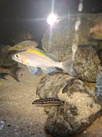 Xenotilapia spilopterus, Dieren en Toebehoren, Vissen | Aquariumvissen