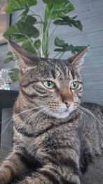Lieve kater, Kater