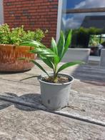 Zaailingen van winterharde palm Trachycarpus fortunei, Ophalen, Bloeit niet, Overige soorten, Volle zon