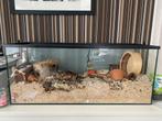 Mooi hamster terrarium, Zo goed als nieuw, 75 tot 110 cm, Ophalen, Minder dan 60 cm
