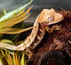 Wimpergekko jong tricolor LW, Dieren en Toebehoren, Hagedis
