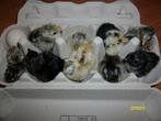 Echte serama eieren/kuikens, Dieren en Toebehoren, Pluimvee, Geslacht onbekend, Kip