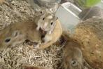Gerbils (woestijnratjes), Dieren en Toebehoren, Knaagdieren, Rat, Vrouwelijk, Tam, September