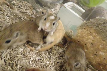 Gerbils (woestijnratjes) beschikbaar voor biedingen