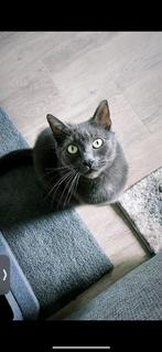 Volwassen grijze kat, Dieren en Toebehoren, Katten en Kittens | Raskatten | Korthaar, Kater