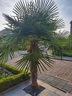 Palmboom trachycarpus fortunei 180cm stamhoogte, Volle zon, Ophalen, Palmboom
