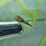 Jonge Ancistrus borstelneus  (5 maanden oud), Dieren en Toebehoren, Vis