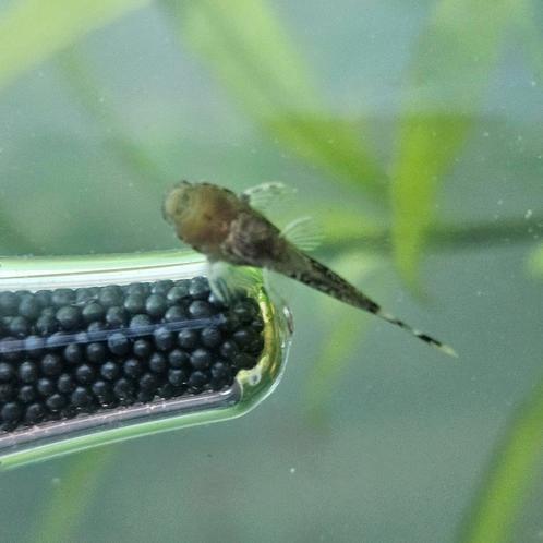 Jonge Ancistrus borstelneus  (5 maanden oud), Dieren en Toebehoren, Vissen | Aquariumvissen, Vis