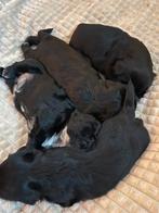 Schattige Shih tzu pups, Dieren en Toebehoren, Rabiës (hondsdolheid), Overige rassen, 8 tot 15 weken, Meerdere