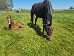 Zeer lieve merrie met veulen, Merrie, Minder dan 160 cm, B, Gechipt