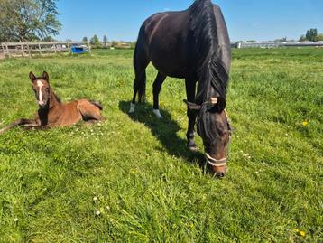 Zeer lieve merrie met veulen  beschikbaar voor biedingen