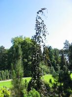 Fagus sylvatica Black Swan Bruine treurbeuk mooie herfstkleu, Tuin en Terras, Planten | Bomen, Ophalen of Verzenden, Bloeit niet