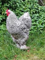 Brahma broedeieren, Dieren en Toebehoren, Geslacht onbekend, Kip