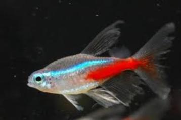 Nieuw binnen!!! Neon tetra sluier!!! beschikbaar voor biedingen