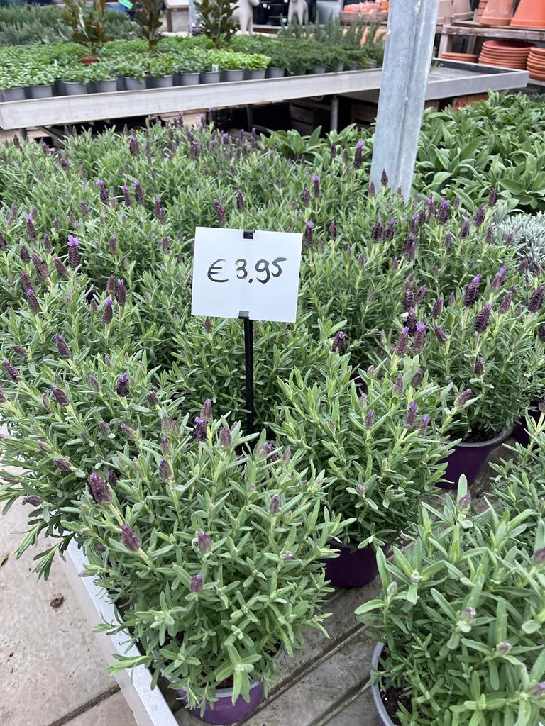 Pluim Lavendel - Prachtige Vaste Plant, Tuin en Terras, Planten | Tuinplanten, Volle zon, Vaste plant, Ophalen of Verzenden, Kruiden
